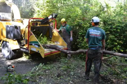 tree services Florida Ridge